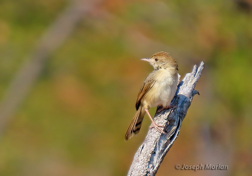 Rattling Cisticola