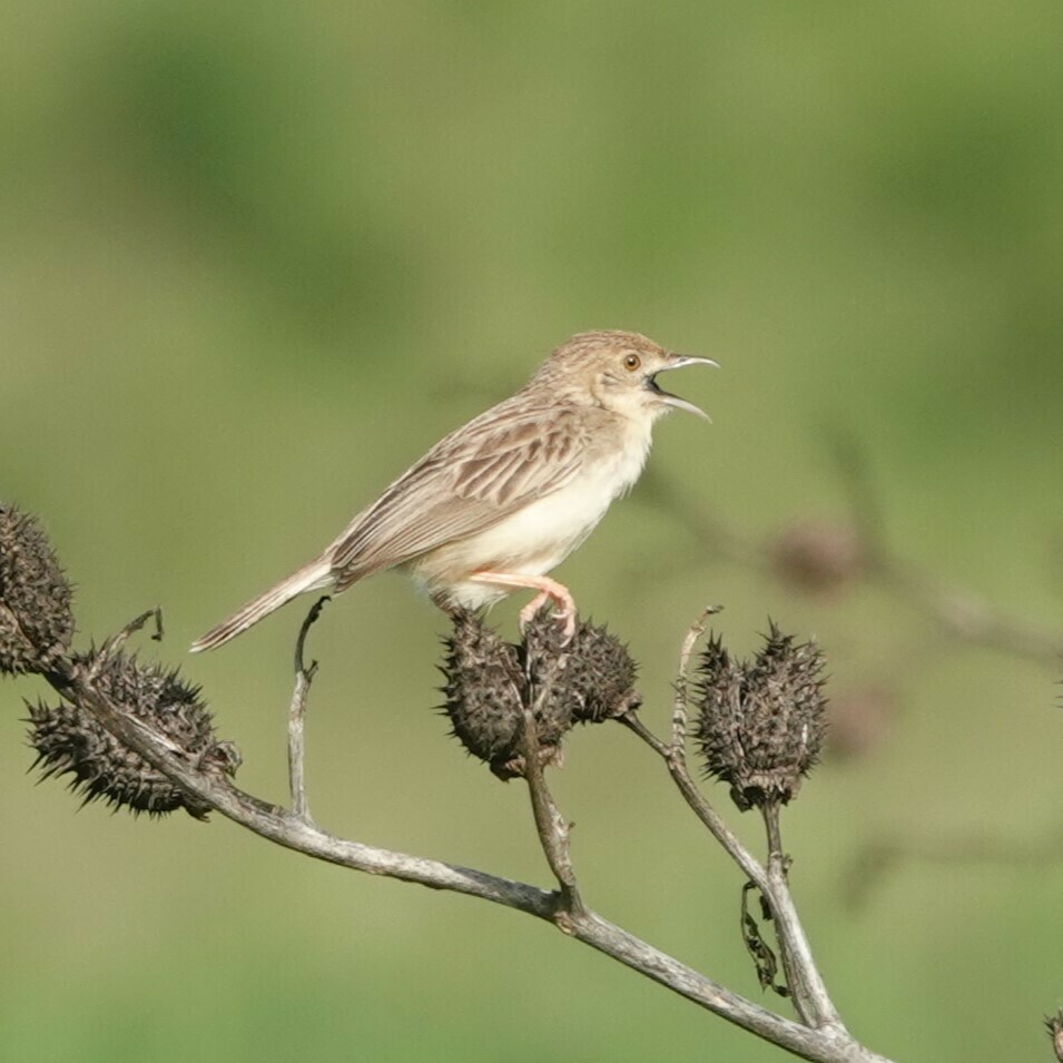 Ashy Cisticola