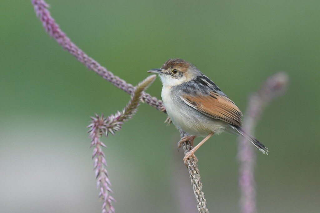 Winding Cisticola