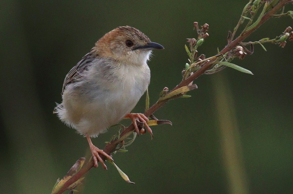 Stout Cisticola
