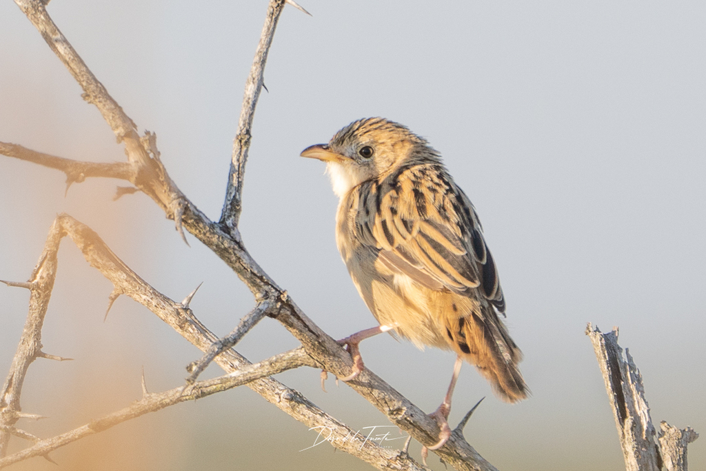 Croaking Cisticola