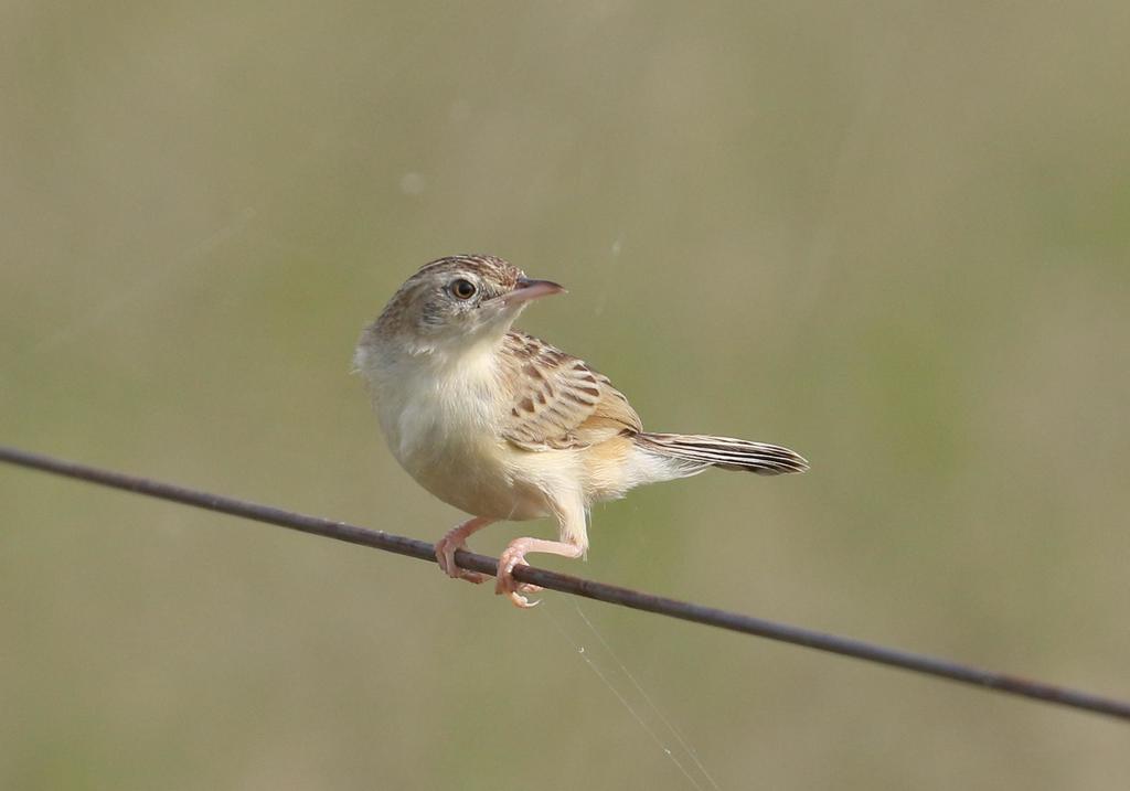 Desert Cisticola