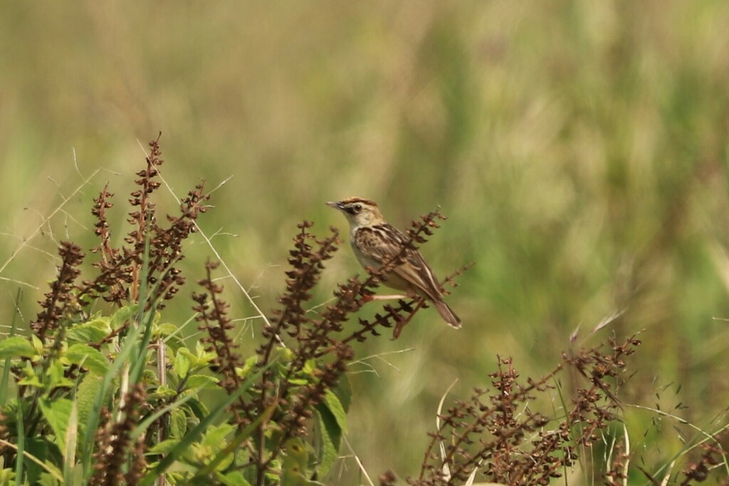 Pectoral-patch Cisticola