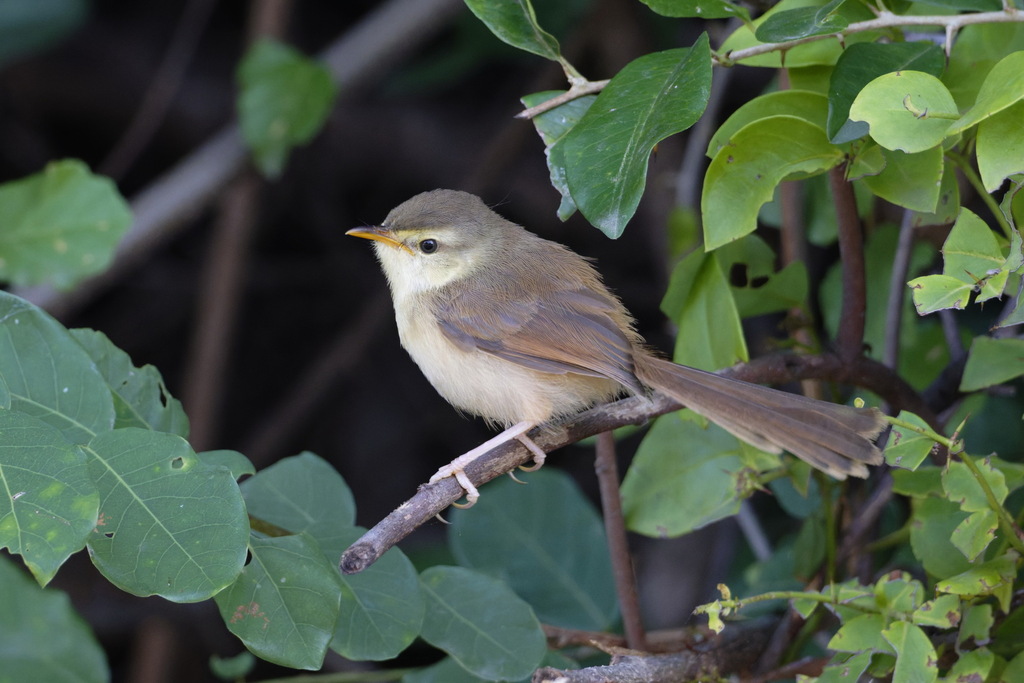 Tawny-flanked Prinia