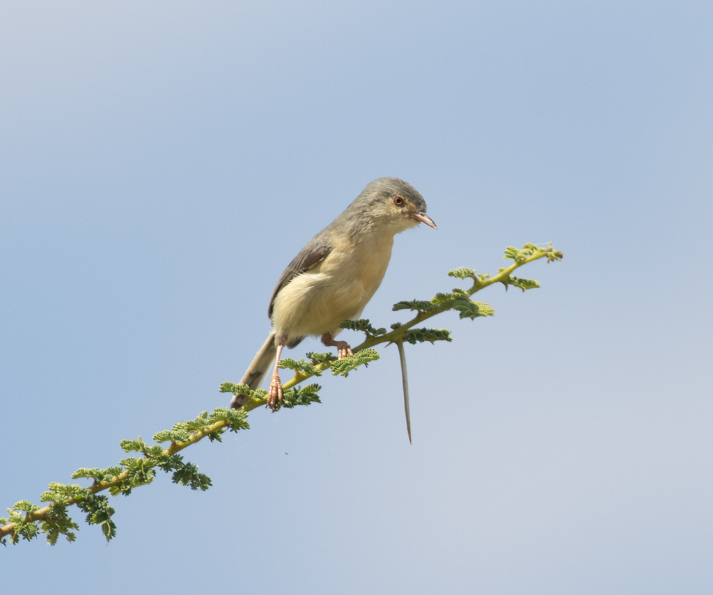 Buff-bellied Warbler