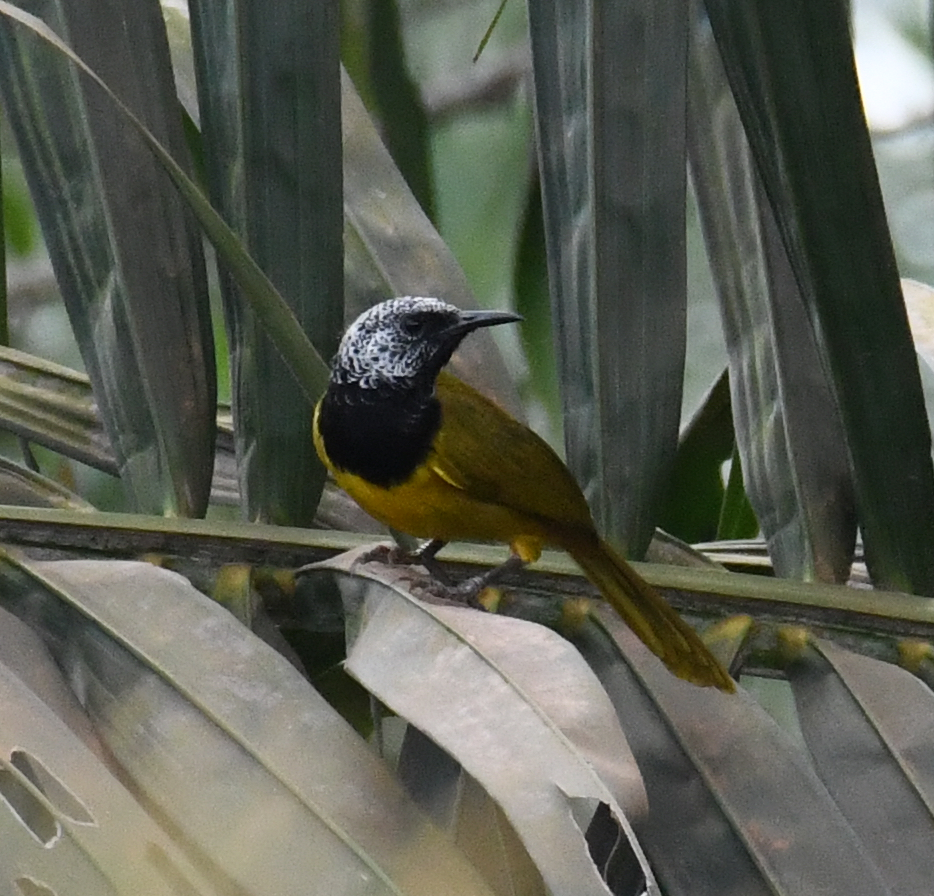 Oriole Warbler