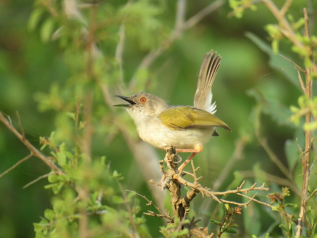 Green-backed Camaroptera
