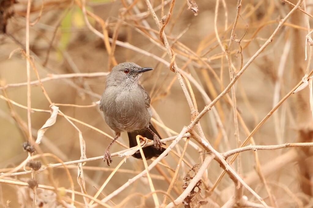 Grey Wren-Warbler