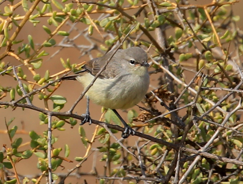 Yellow-bellied Eremomela