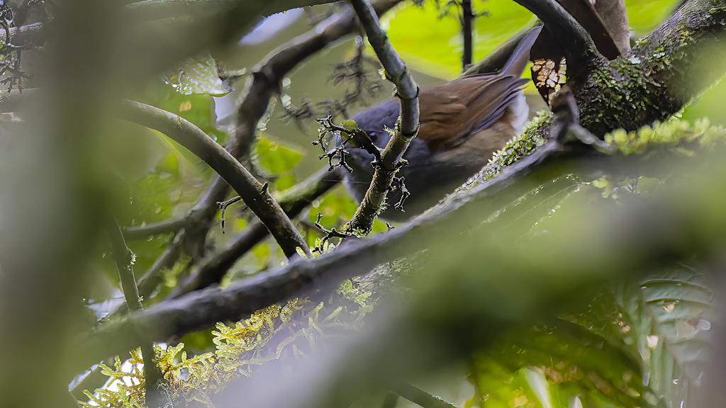 African Hill Babbler