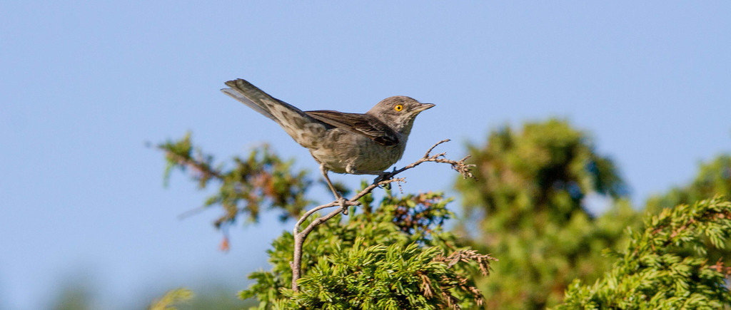 Barred Warbler