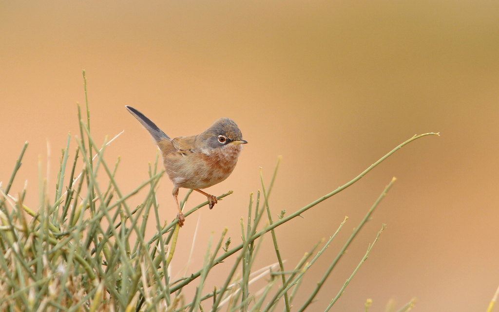 Tristram’s Warbler