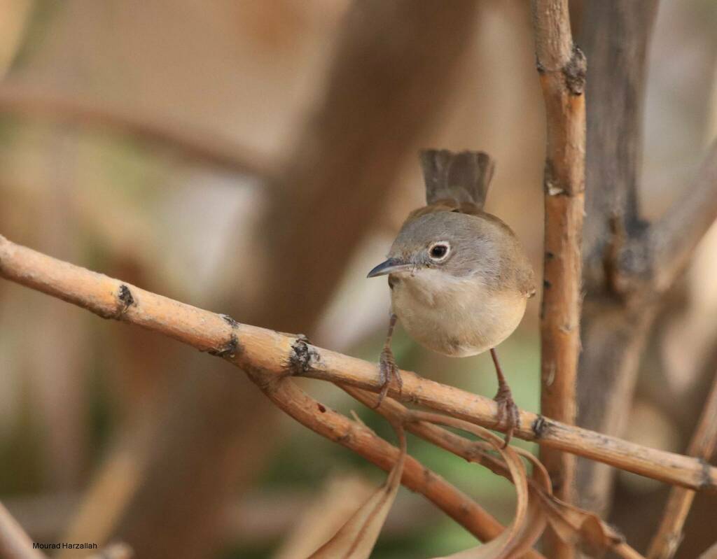 Moltoni’s Warbler