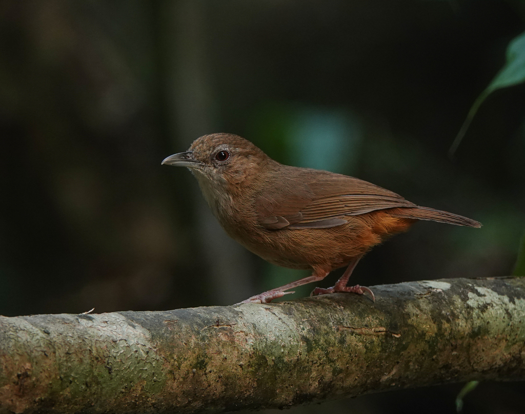 Abbott’s Babbler