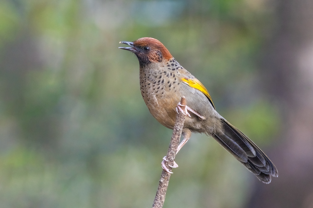 Chestnut-crowned Laughingthrush