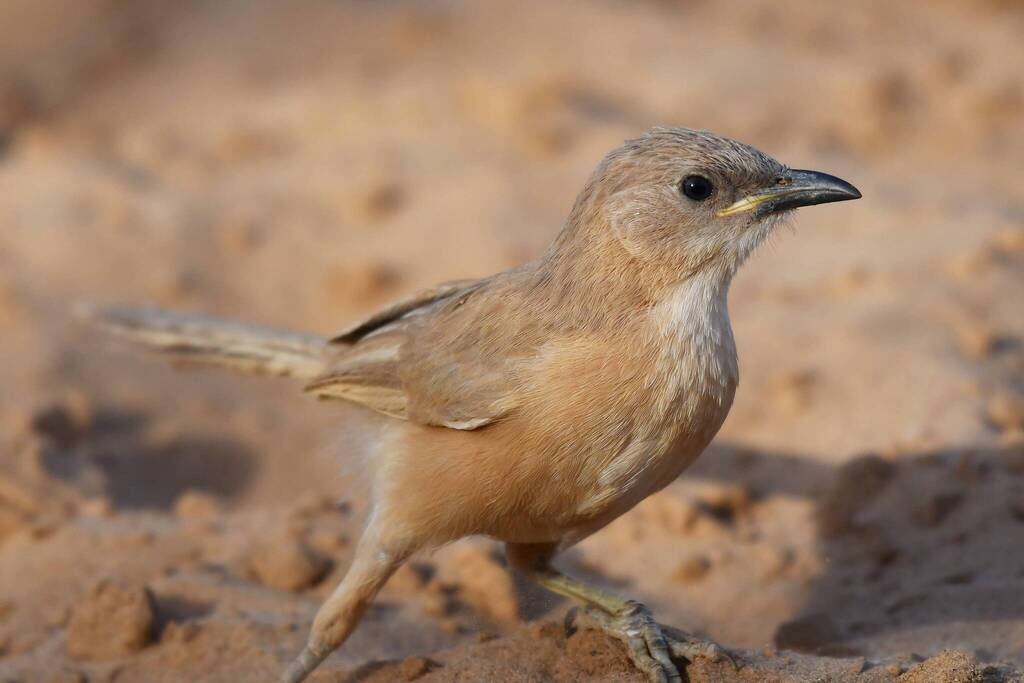 Fulvous Babbler