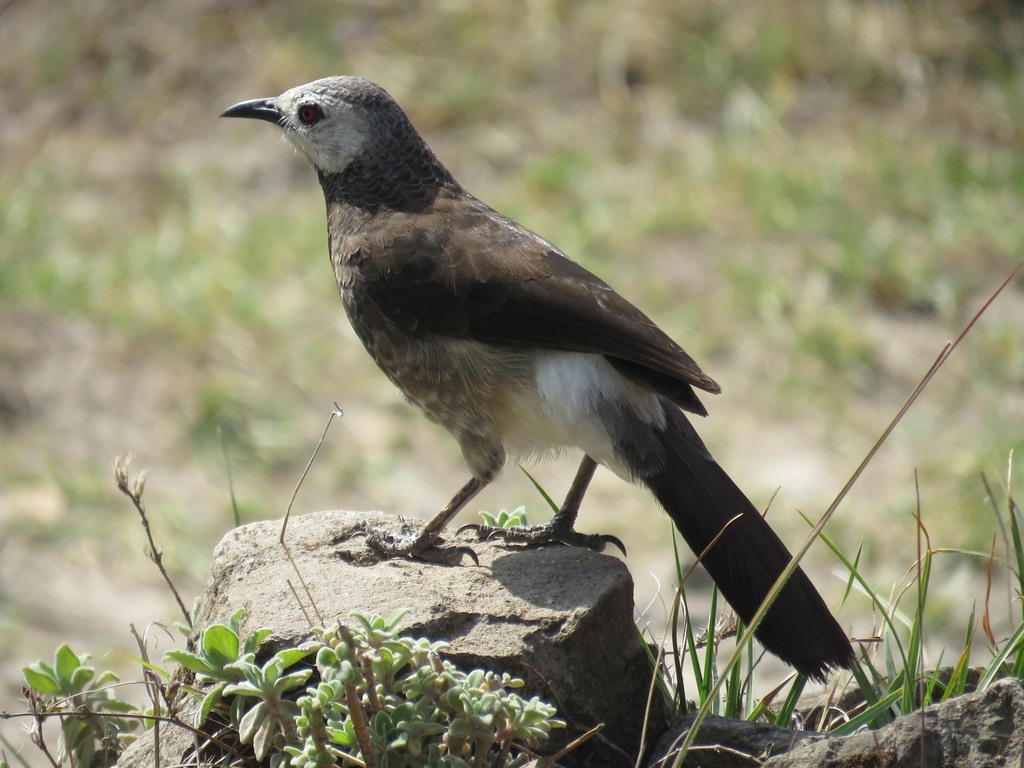 White-rumped Babbler