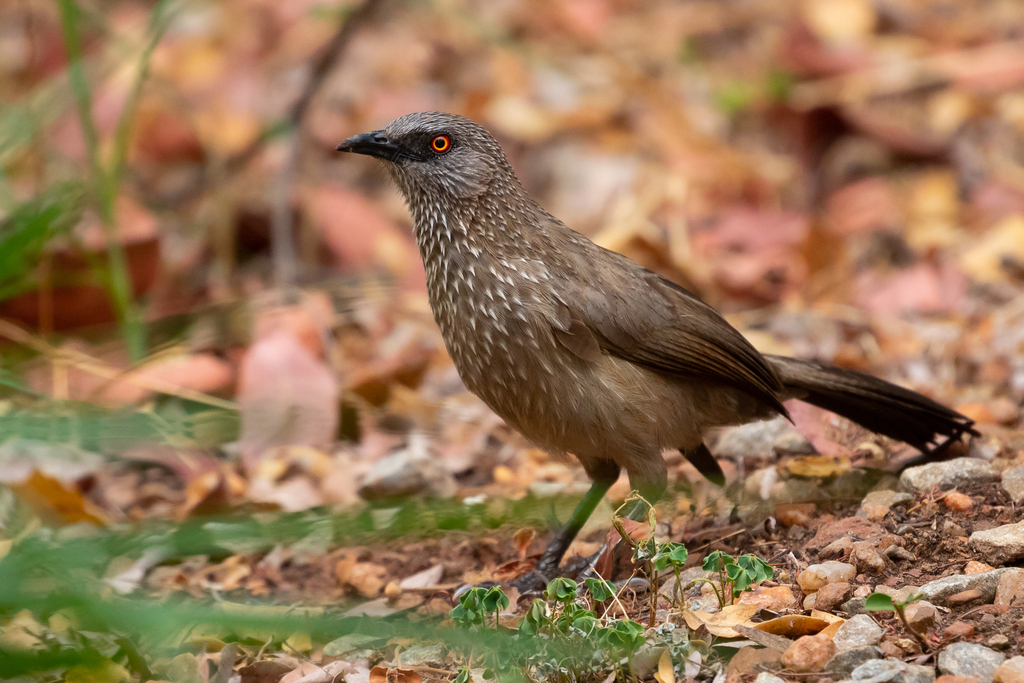 Arrow-marked Babbler