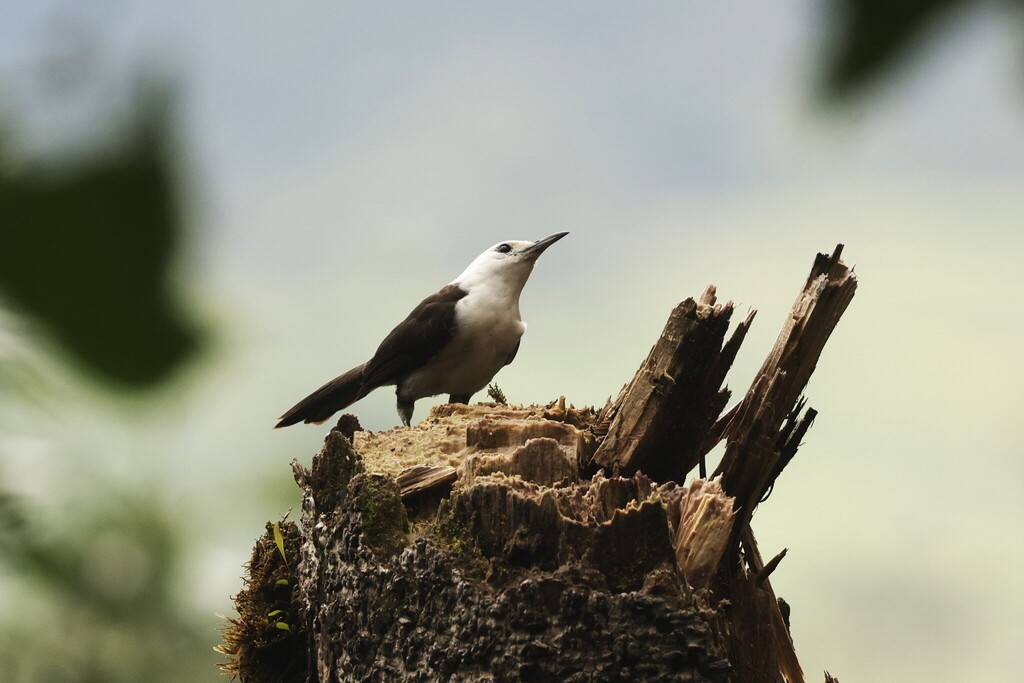 White-headed Wren