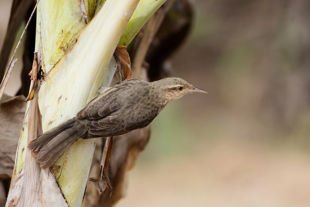 Thrush-like Wren