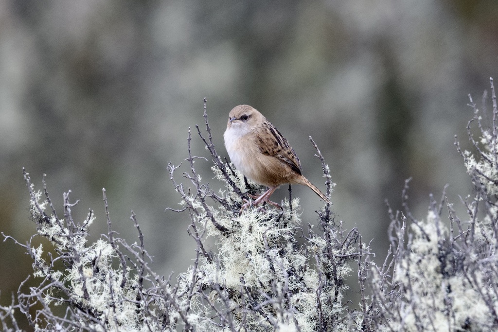 Apolinar’s Wren