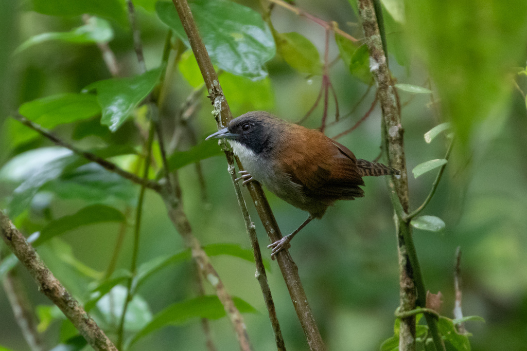 Coraya Wren
