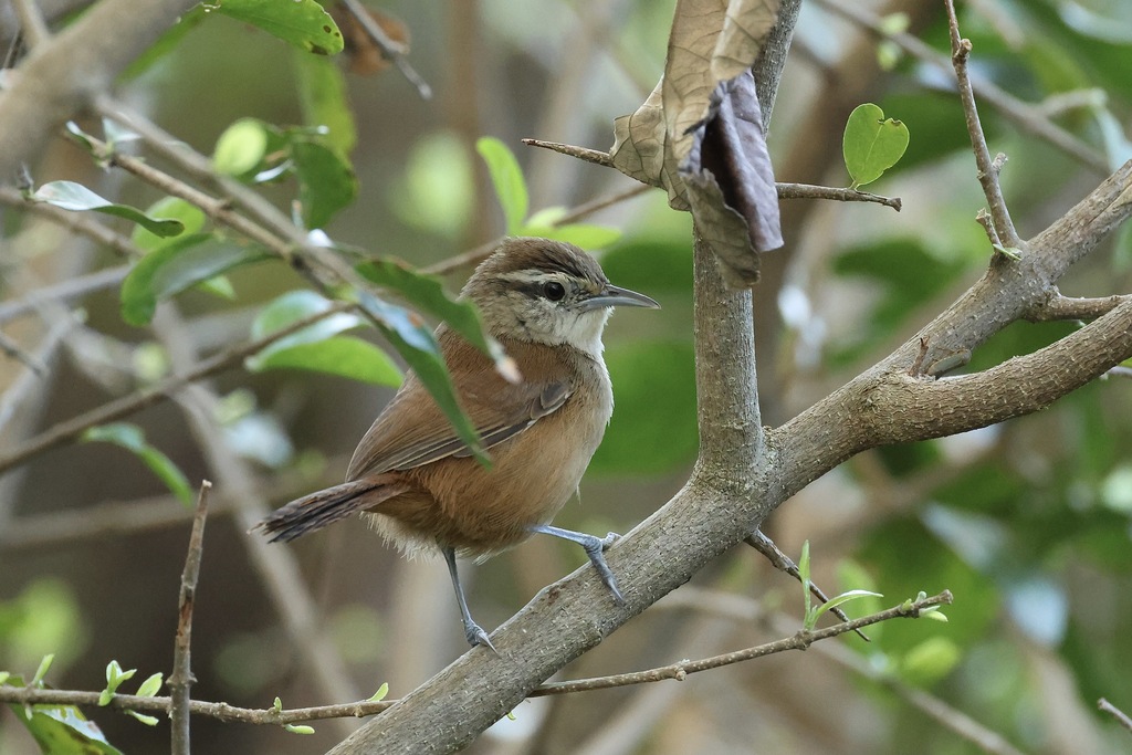 Cabanis’s Wren