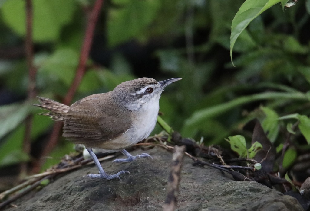 Isthmian Wren