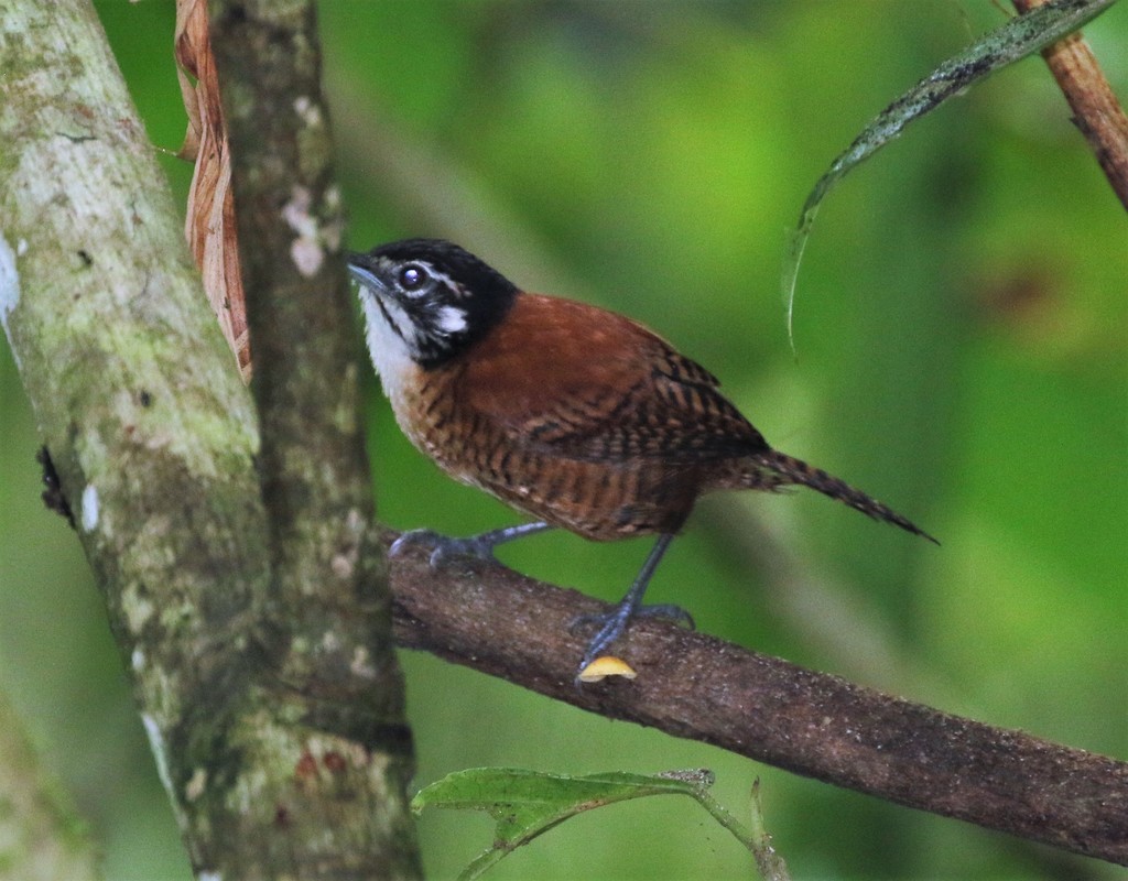 Bay Wren