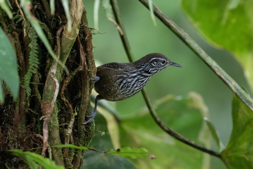 Stripe-breasted Wren