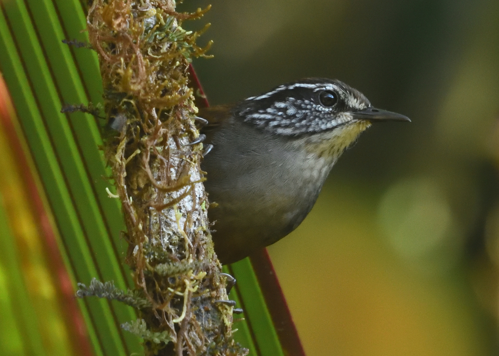 Munchique Wood Wren