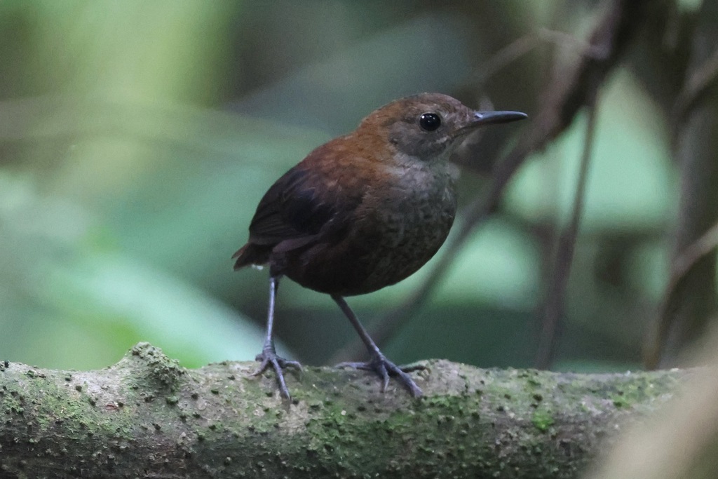 Southern Nightingale-Wren