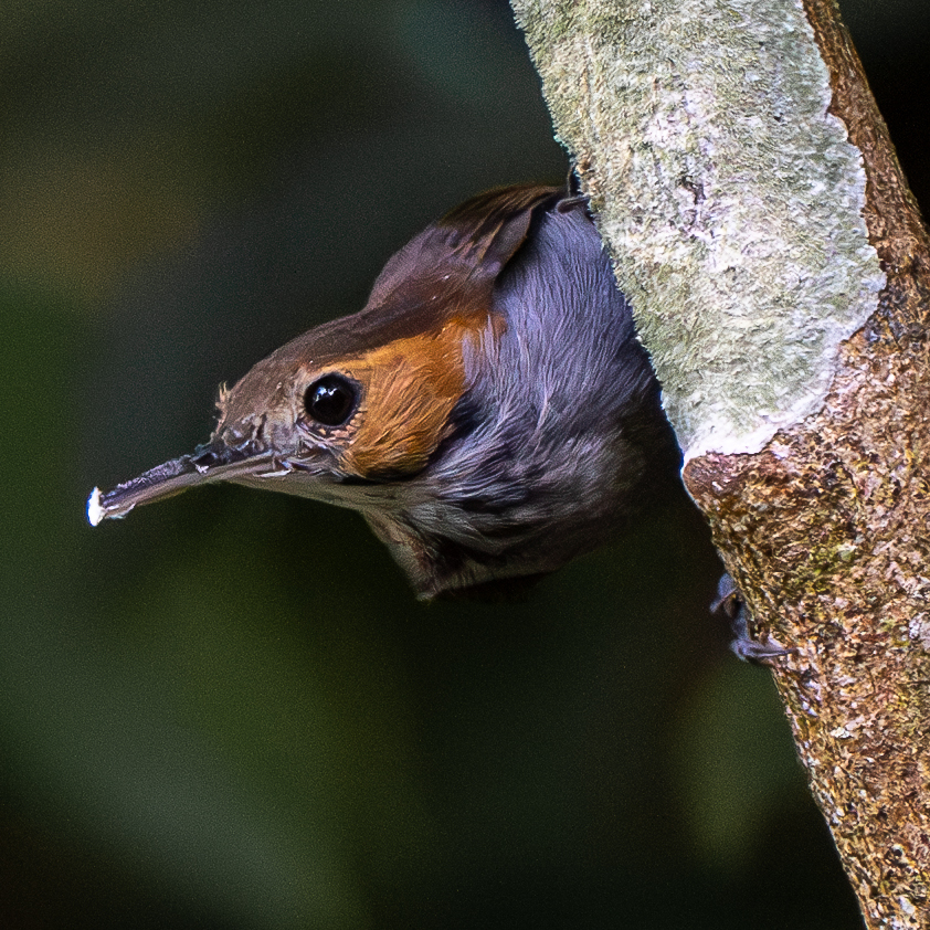 Tawny-faced Gnatwren