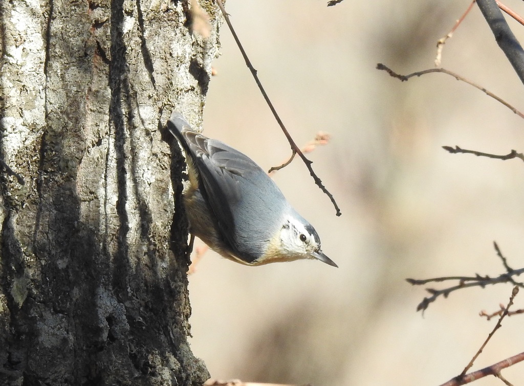 Algerian Nuthatch