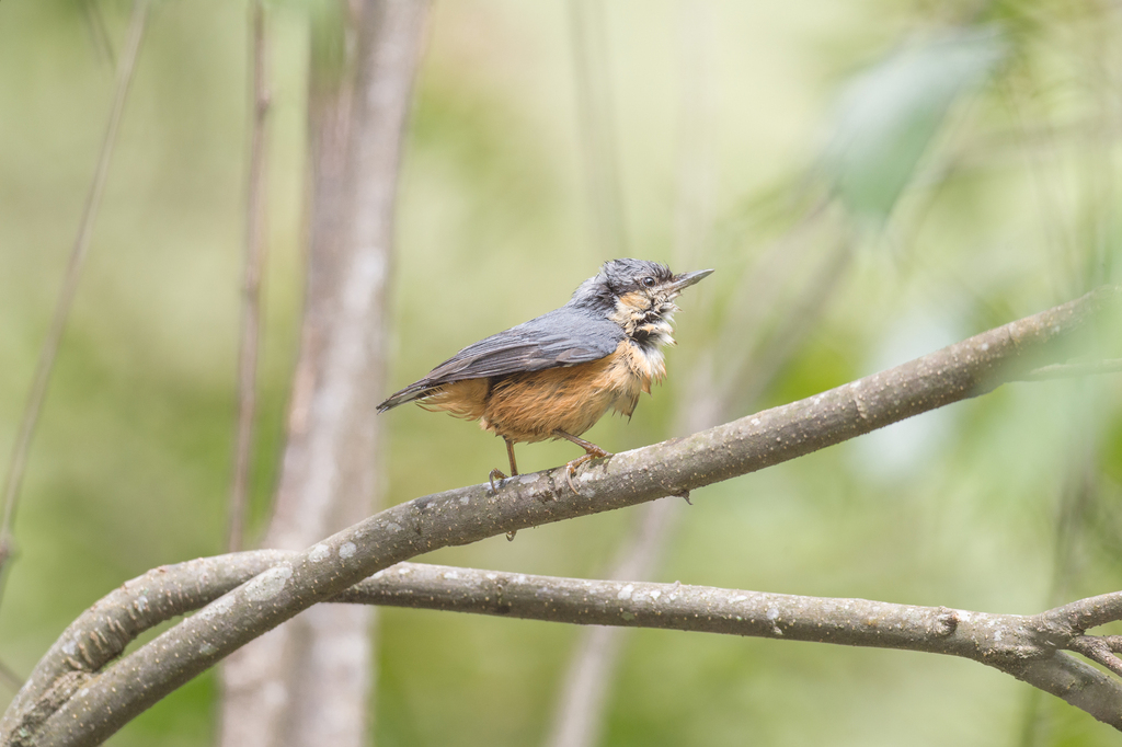 White-tailed Nuthatch