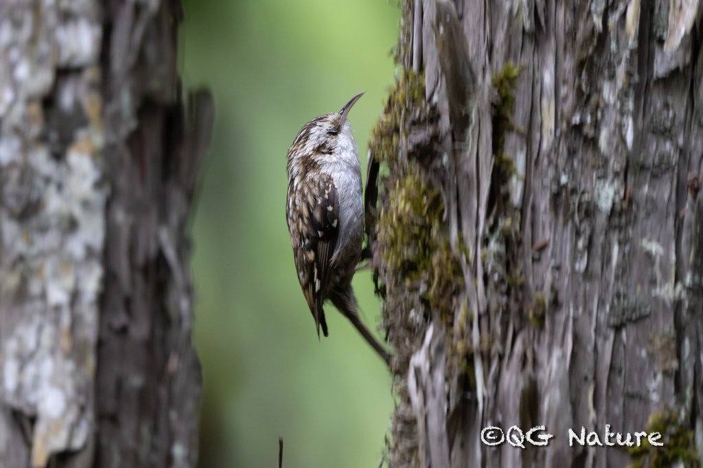 Hodgson’s Treecreeper