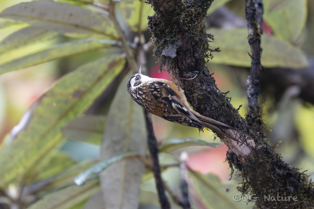 Rusty-flanked Treecreeper