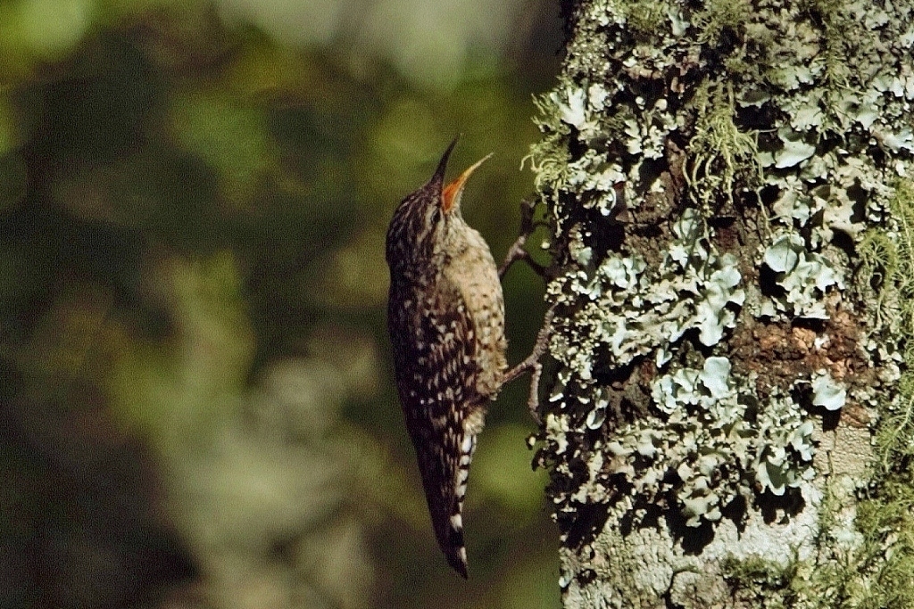 African Spotted Creeper