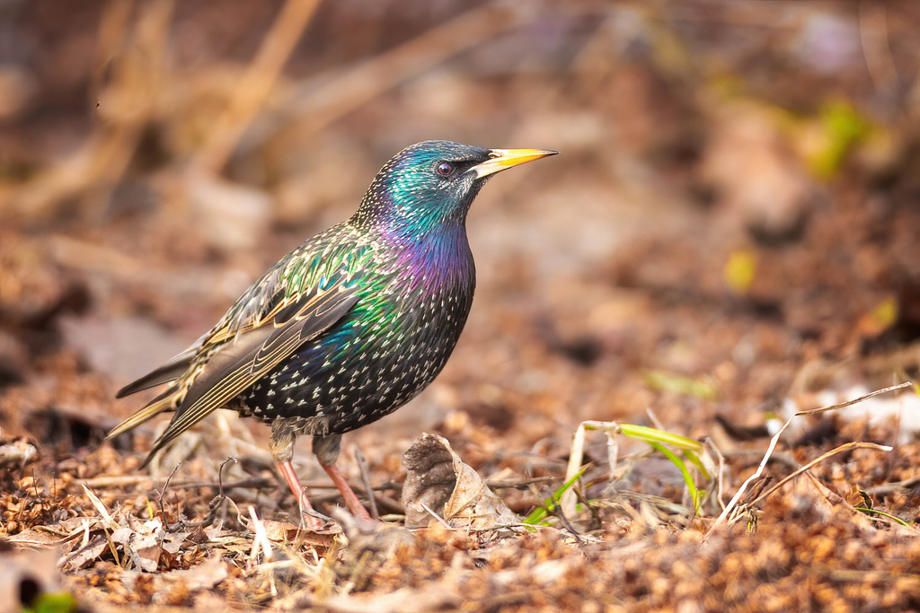 Common Starling