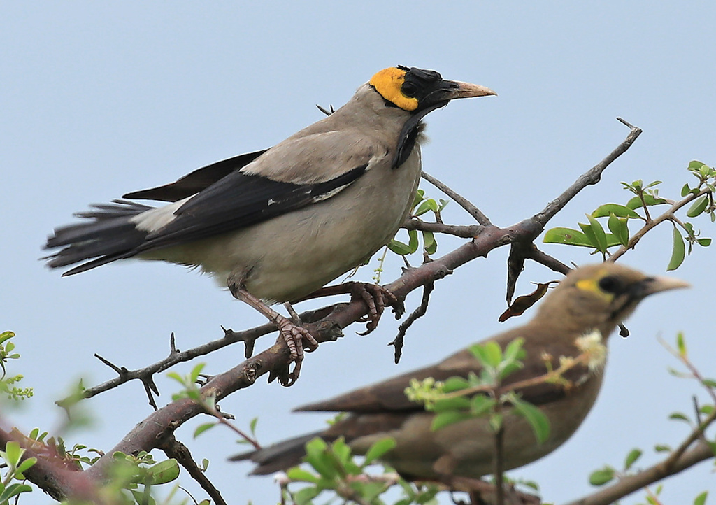 Wattled Starling