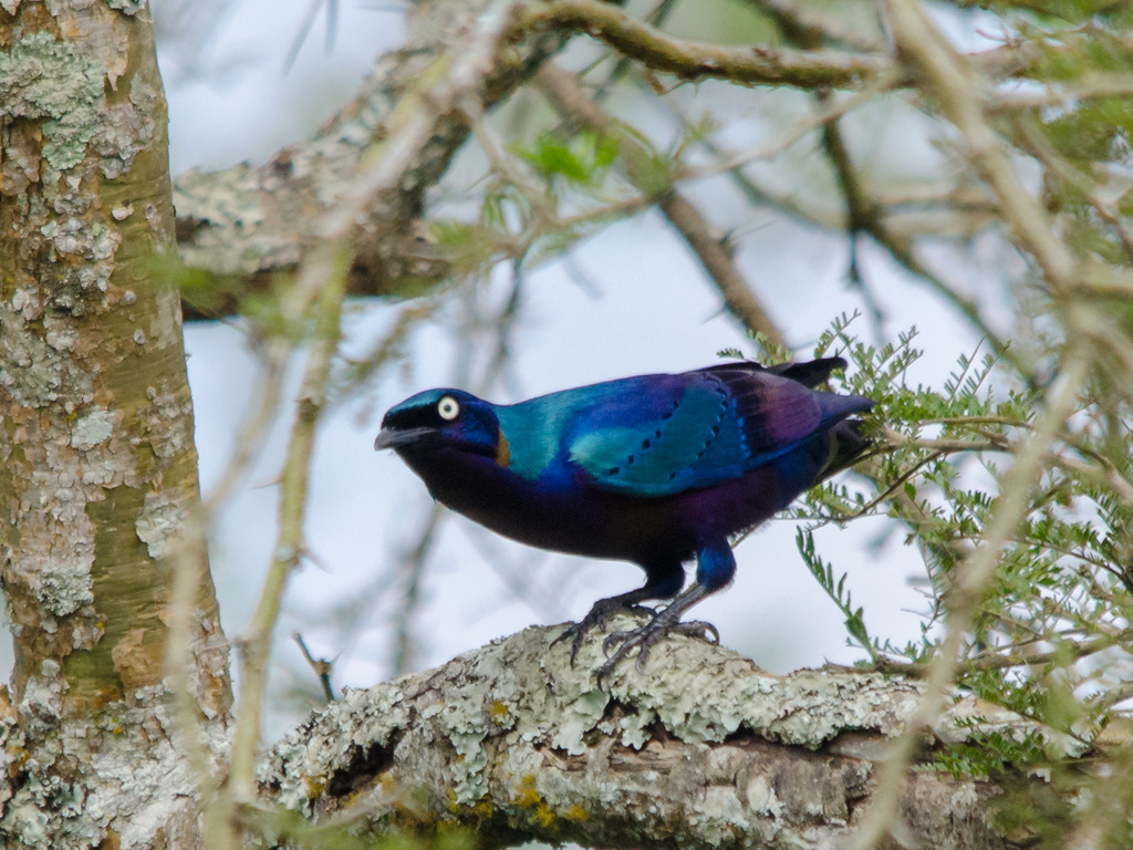 Splendid Starling