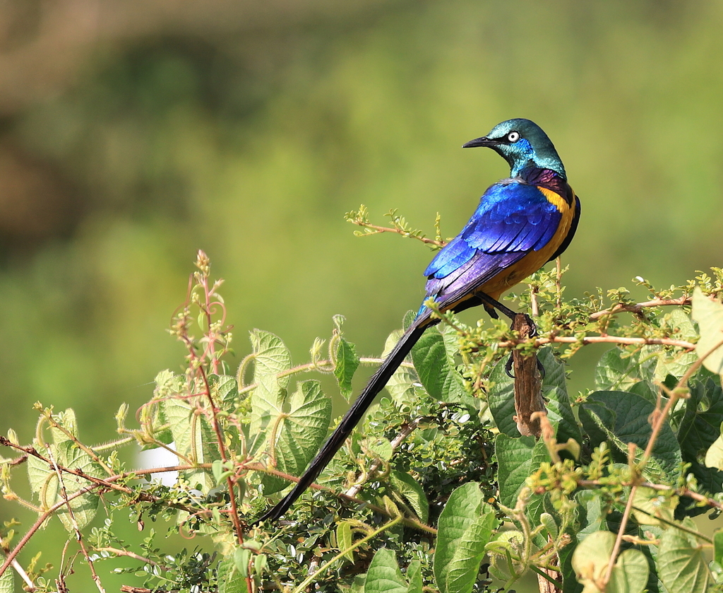 Golden-breasted Starling