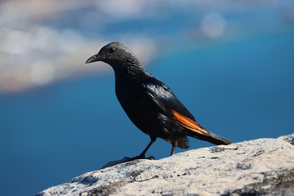 Red-winged Starling