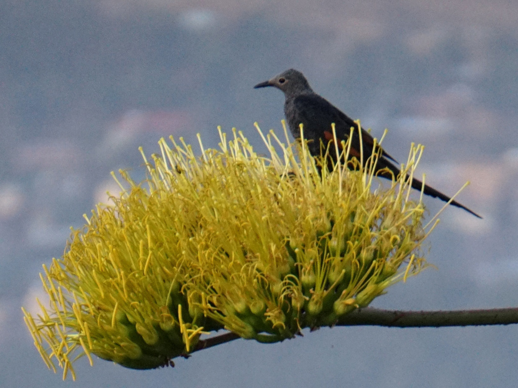 Slender-billed Starling