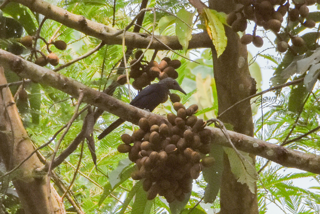 Chestnut-winged Starling