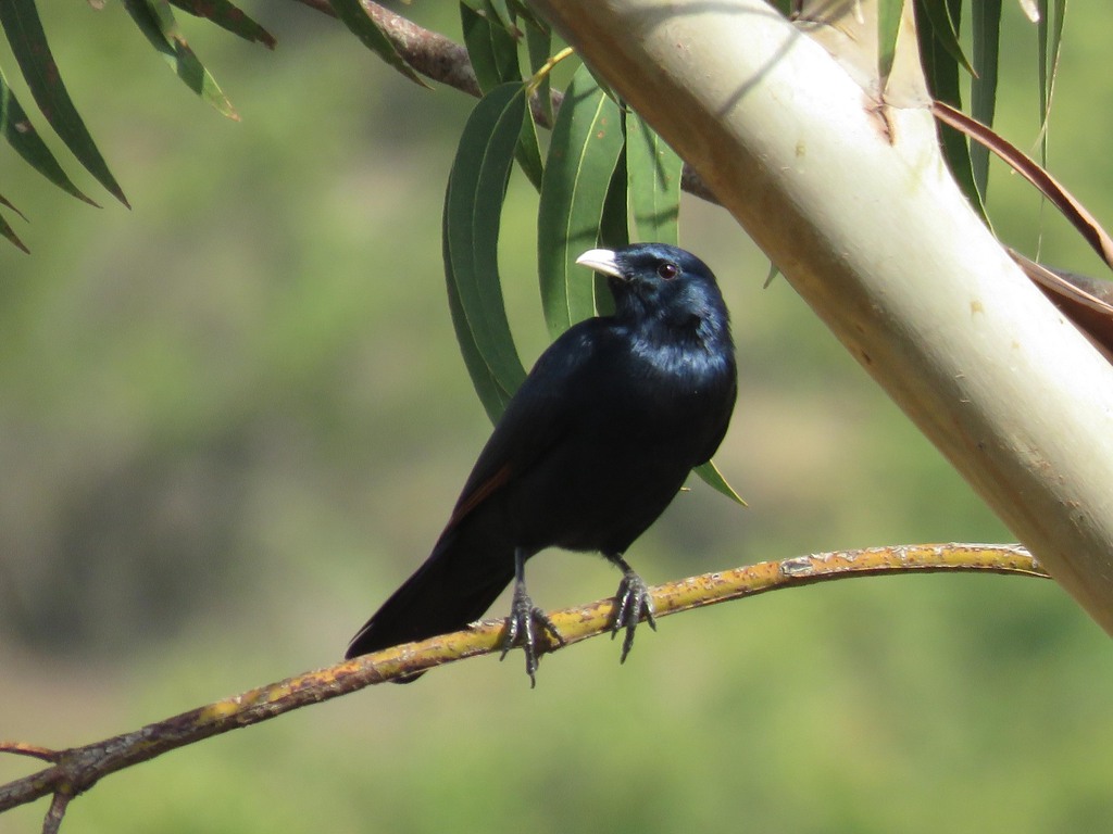 White-billed Starling