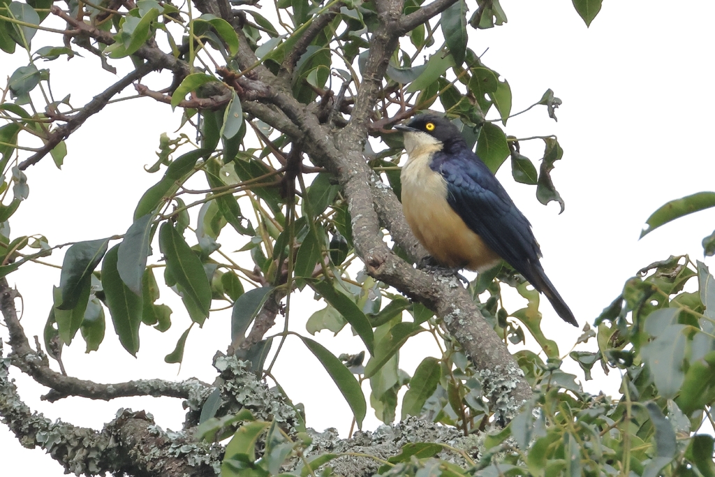 Sharpe’s Starling