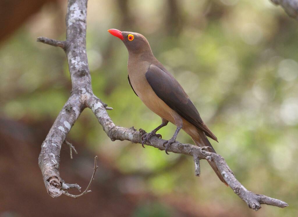 Red-billed Oxpecker