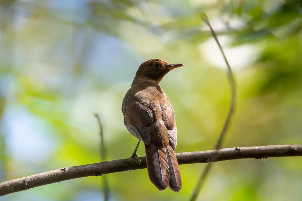 Rufous-brown Solitaire