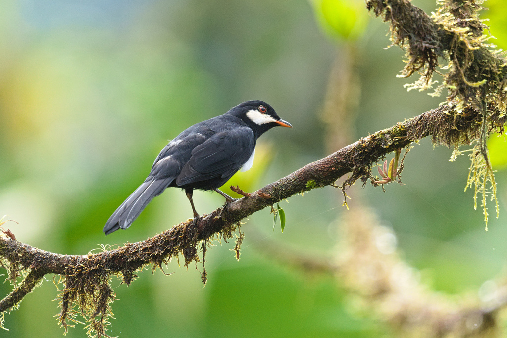 Black Solitaire